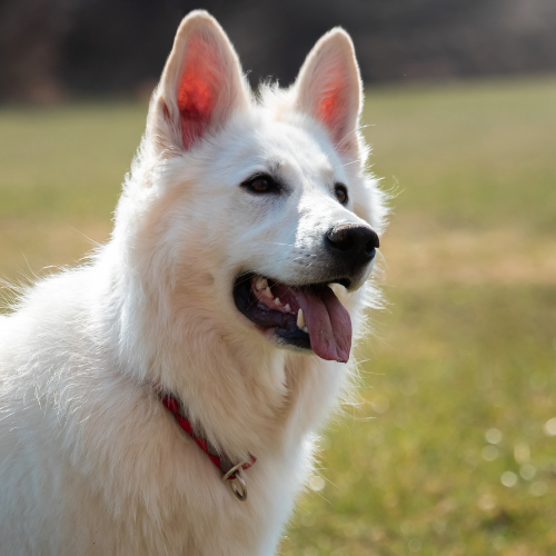 White Long Hair German Shepherd