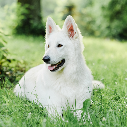 All About White German Shepherds